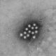 Hepatitis A viruses